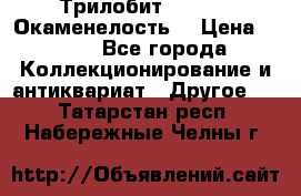 Трилобит Asaphus. Окаменелость. › Цена ­ 300 - Все города Коллекционирование и антиквариат » Другое   . Татарстан респ.,Набережные Челны г.